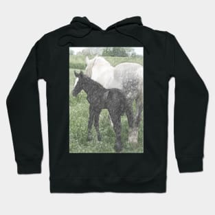 Percheron Colt And Mare In Pasture Digital Art Hoodie